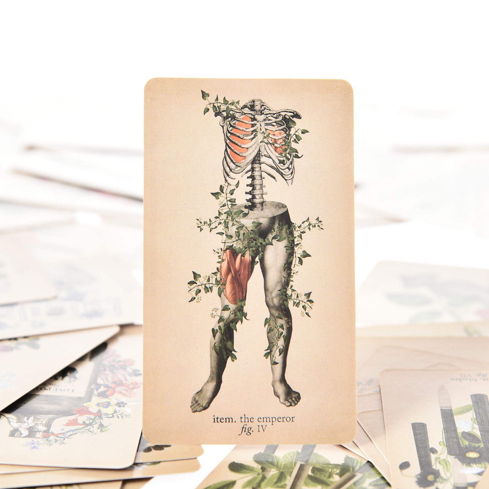 The Antique Anatomy Tarot Card - Tarot Cards Deck With Guidebook 评论和价格